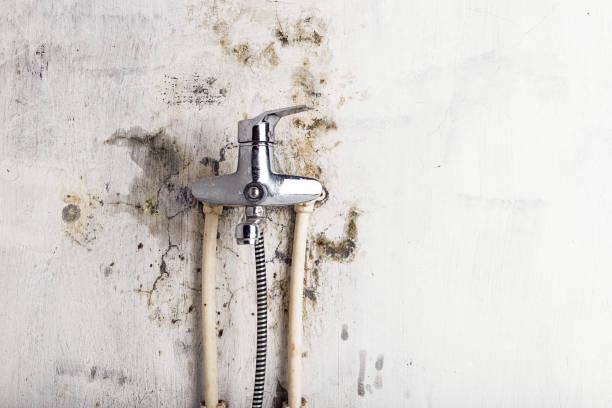 Best DIY Mold Remediation Support Services in Henderson, KY