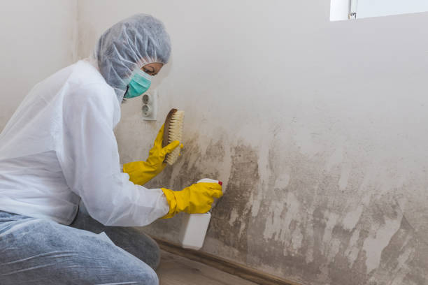 Best Residential Mold Remediation in Henderson, KY