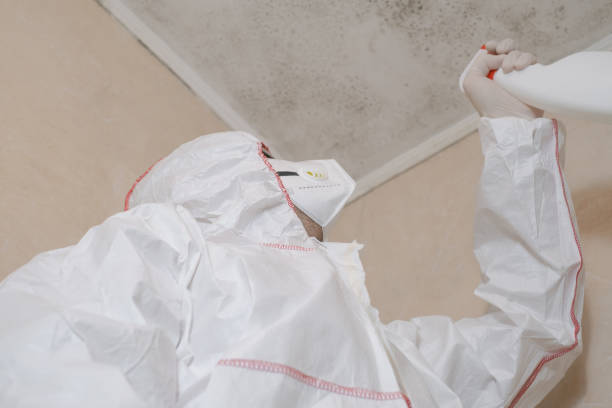 Best Kitchen Mold Remediation in Henderson, KY