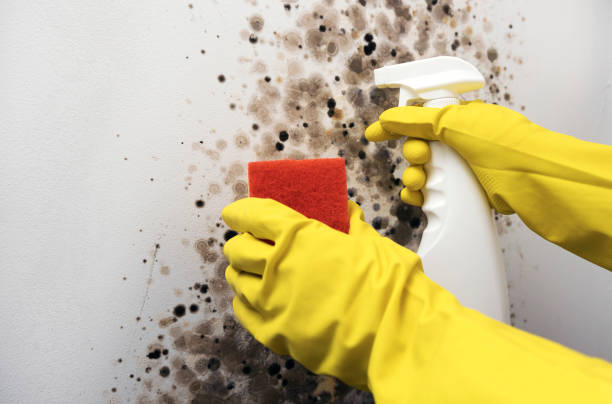 Best Attic Mold Remediation in Henderson, KY