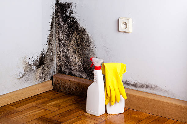 Best Post-Flood Mold Remediation in Henderson, KY
